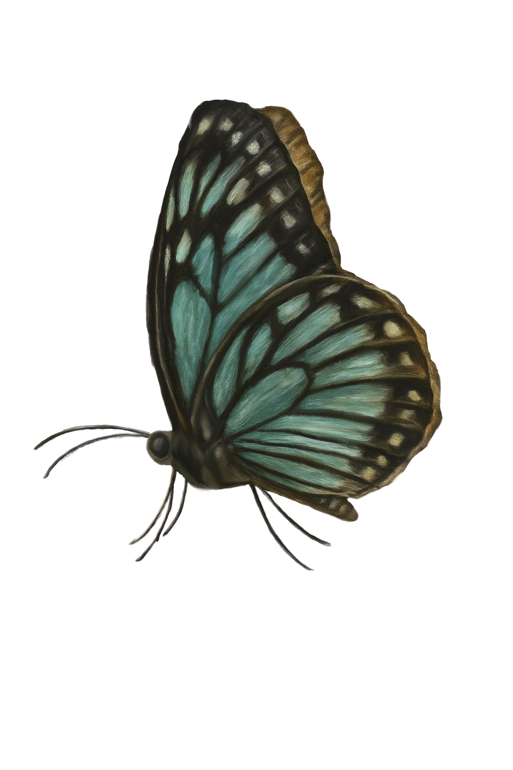Butterfly Sticker