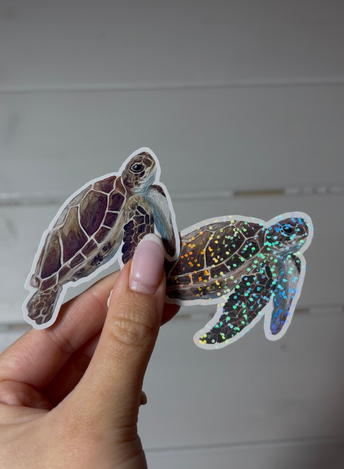 Turtle Sticker