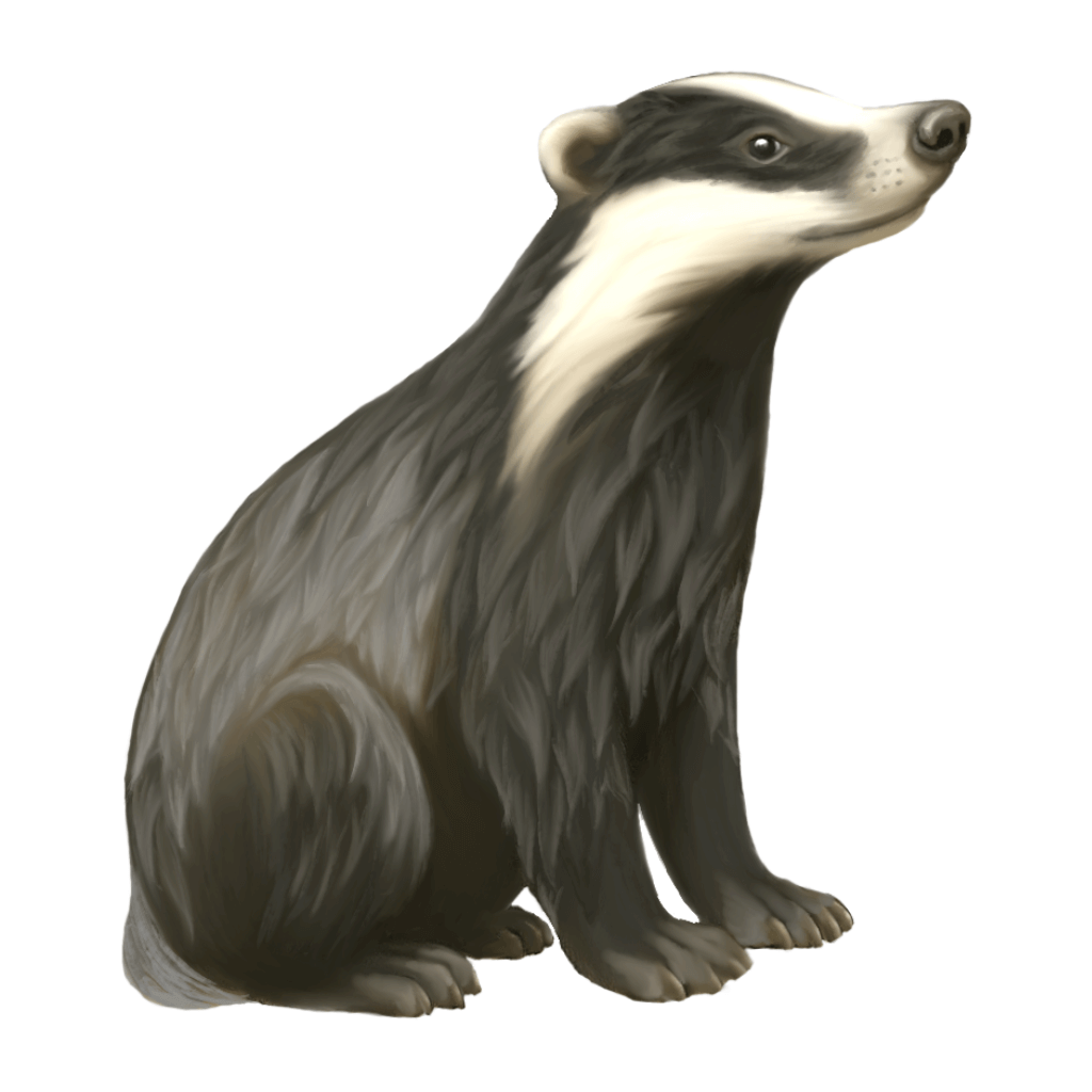 Badger Sticker