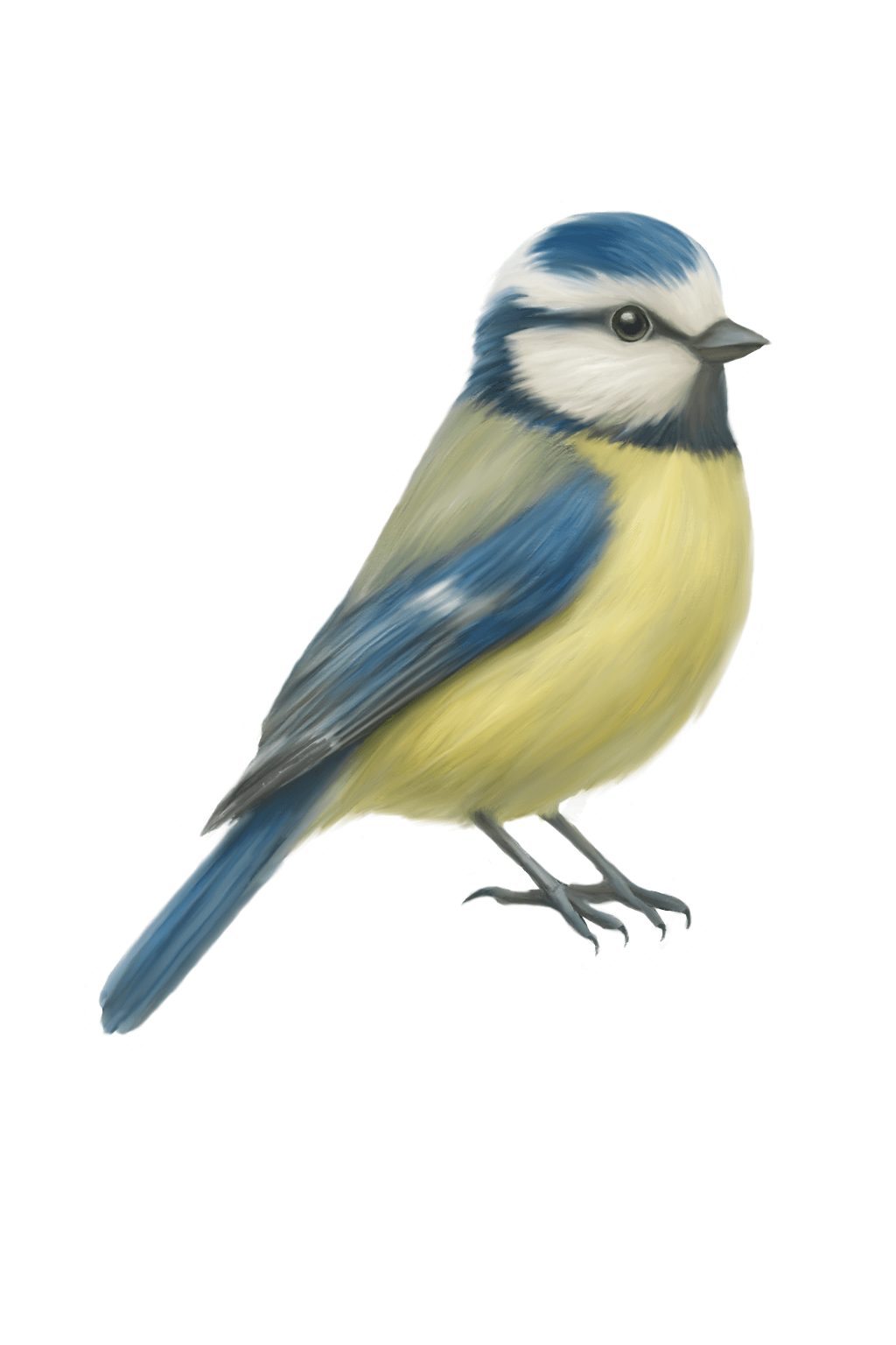 Blue Tit Sticker