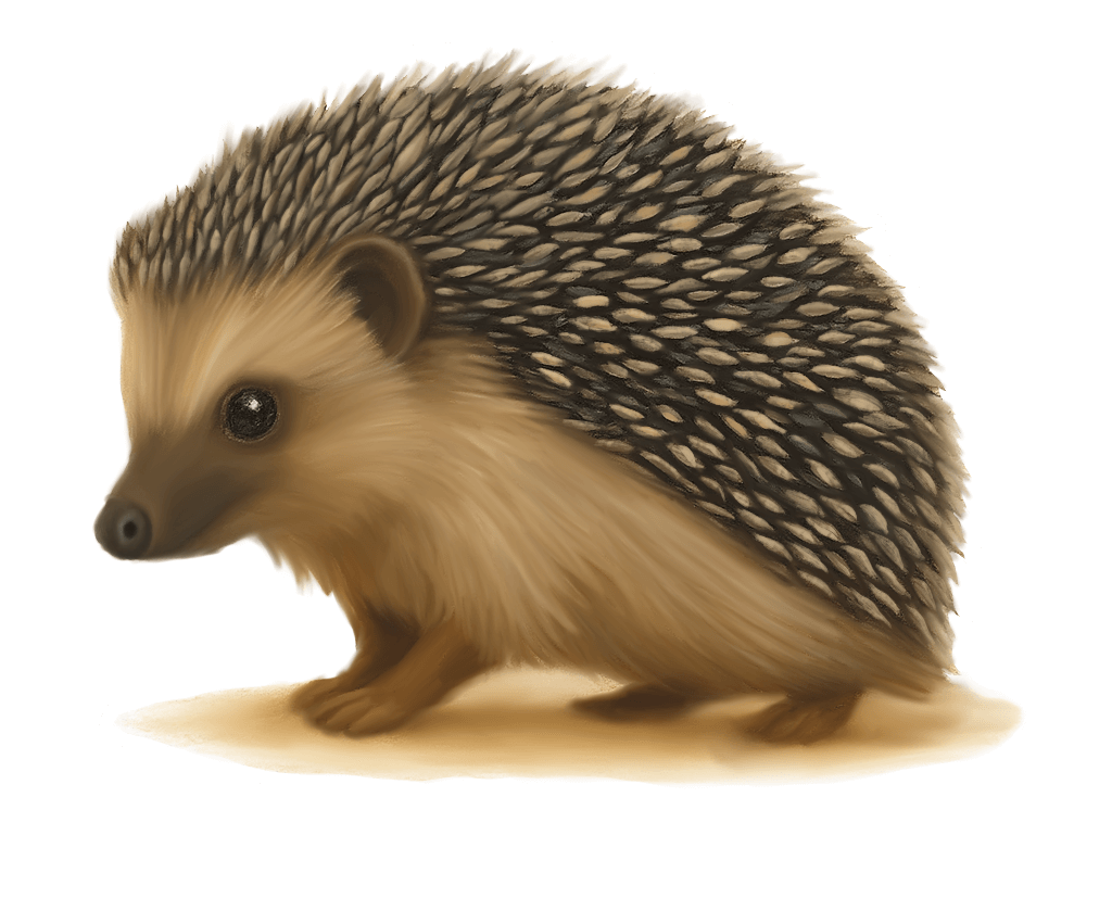 Hedgehog Sticker