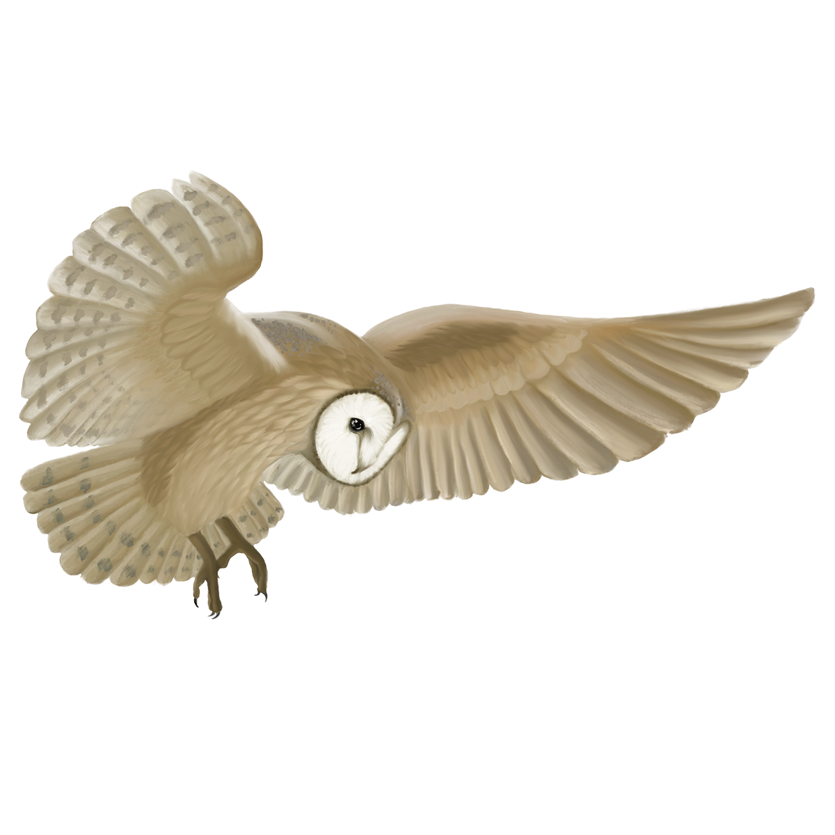 Barn Owl In Flight Sticker