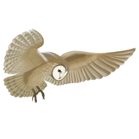Barn Owl In Flight Sticker